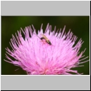 Glypta sp - Schlupfwespe w01b 8mm - Niedringhaussee det06.jpg